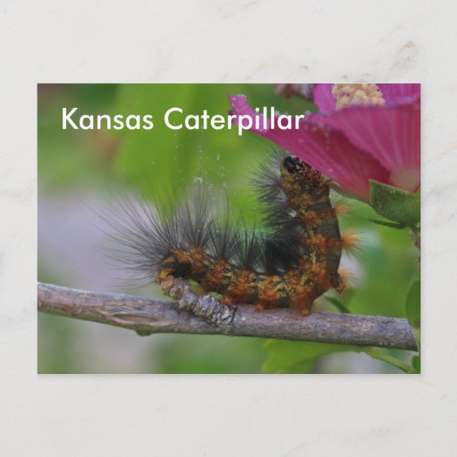 Kansas Caterpelaravslutningskort POST-kort Vykort (Framsida)