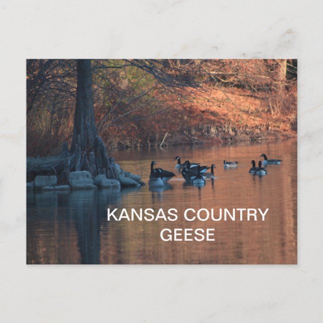 KANSAS COUNTRY GÄSS Postkort Vykort (Framsida)