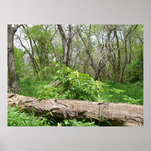 Kansas Countryside Poster (Framsidan)