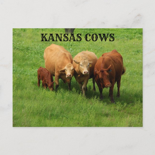 Kansas Cows ut in the Land Post Card Vykort (Framsida)