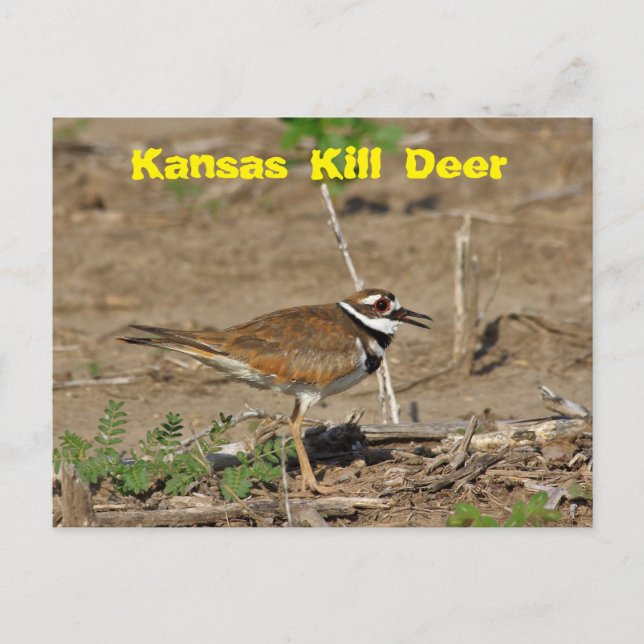 Kansas Döda Hjort i ett Fält POST-kort. Vykort (Framsida)