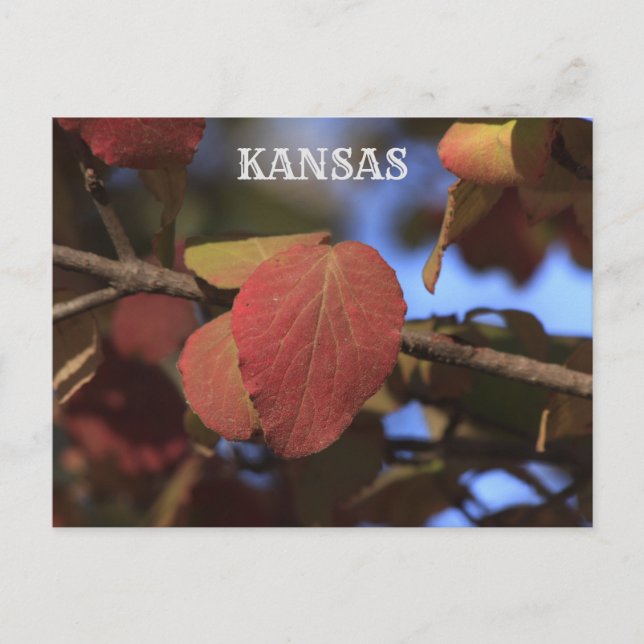 Kansas Fall Lämnas Vykort (Framsida)
