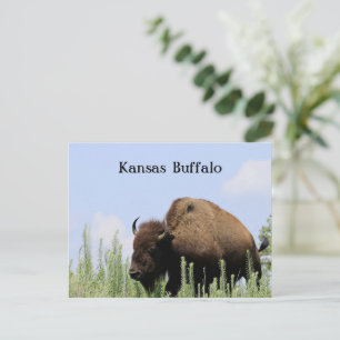 Kansas färgglada Buffalo Maxwell Wildlife Refuge Vykort