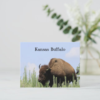 Kansas färgglada Buffalo Maxwell Wildlife Refuge Vykort