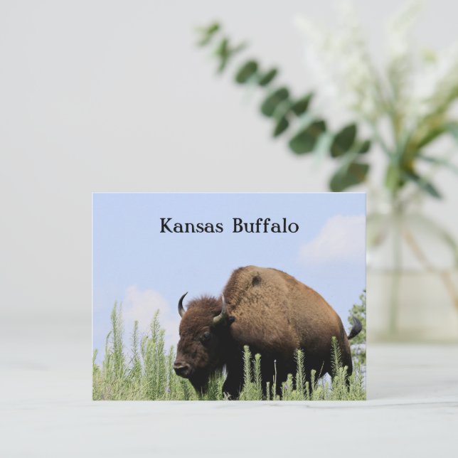 Kansas färgglada Buffalo Maxwell Wildlife Refuge Vykort (Stående Fram)