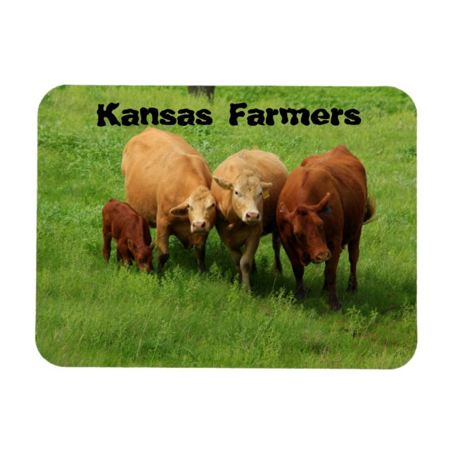Kansas Farmers Cows Magnet (Horisontell)