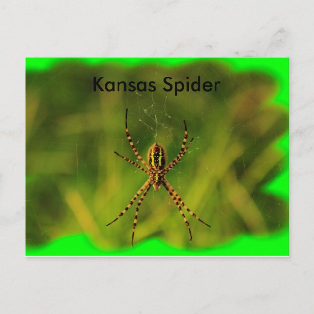 Kansas Garden Spider POST-kort Vykort (Framsida)