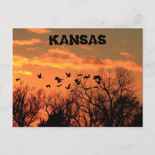 Kansas Golden Sunset med gäss, träd. Postkort. Vykort (Framsida)