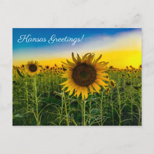 Kansas Hälsning Solros Fält Vykort