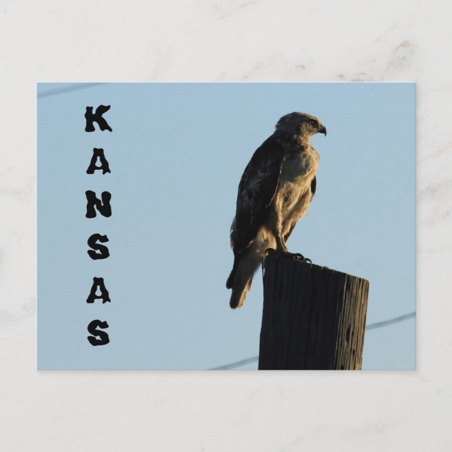 Kansas Hawk på ett postkort för polstängning. Vykort (Framsida)