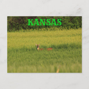 Kansas Hjort i ett Wheat Fält Post Card. Vykort