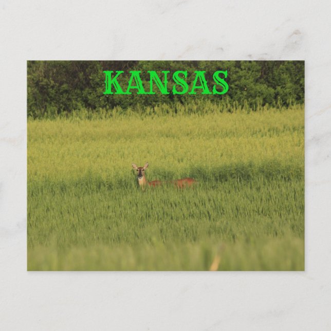 Kansas Hjort i ett Wheat Fält Post Card. Vykort (Framsida)