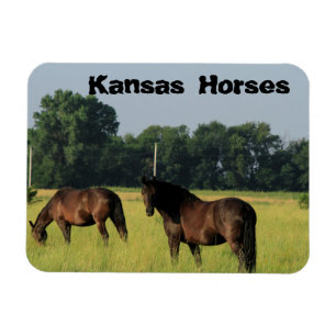 Kansas Horses på bete Magnet