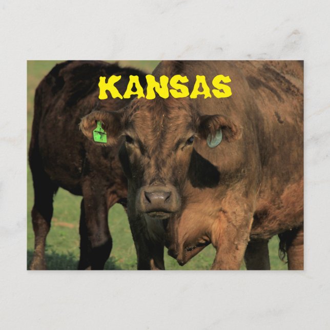 Kansas-kor i ett betesbrev. vykort (Framsida)