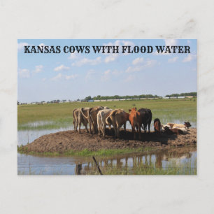Kansas-kor med vatten-postkort för översvämning vykort
