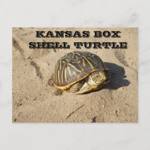 Kansas Land Box Snäcka Turtle-vykort Vykort