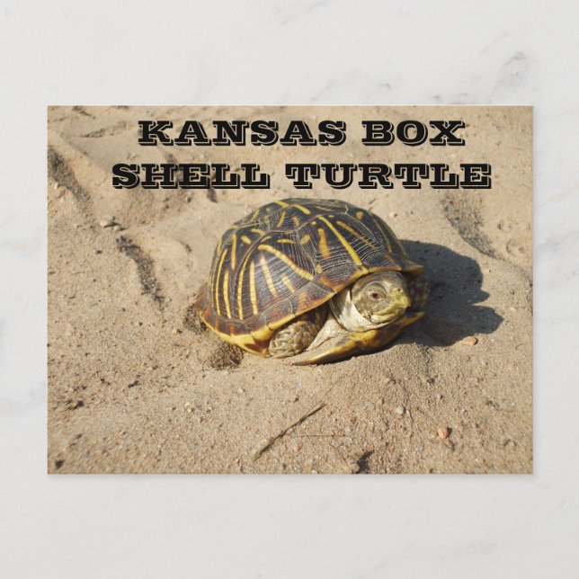 Kansas Land Box Snäcka Turtle-vykort Vykort (Framsida)