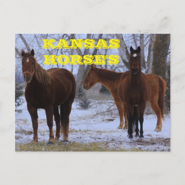 Kansas Land Horses vykort (Framsida)