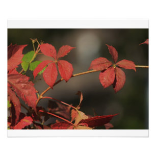 Kansas Land Red vine Fototryck