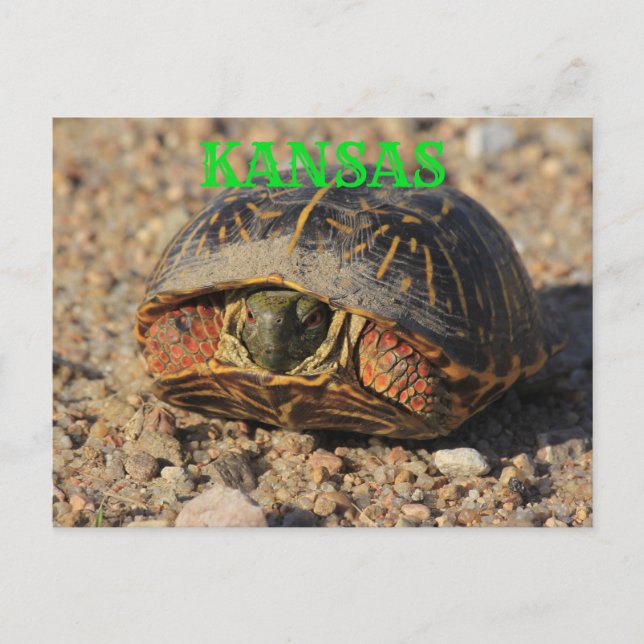 Kansas Male Box Snäcka Turtle-vykort Vykort (Framsida)