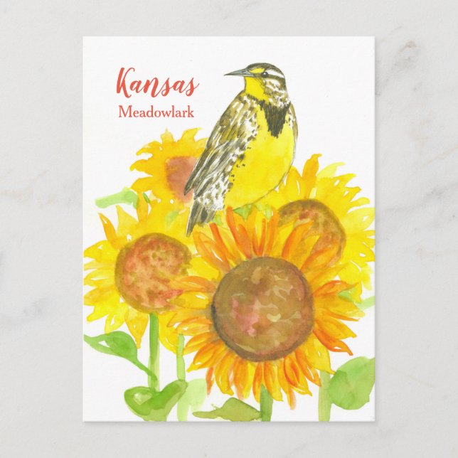 Kansas Meadowlark Sunblommor Vykort (Framsida)