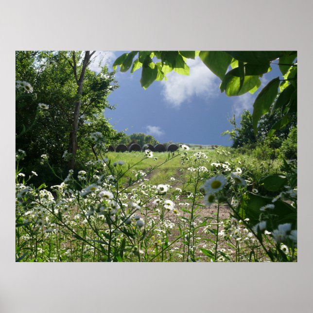 Kansas Meadows och Wildblommor Poster (Framsidan)