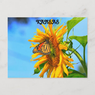 Kansas Monarch Butterfly på en solros Vykort