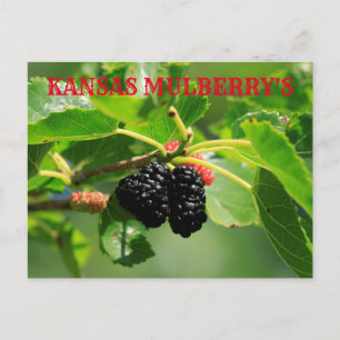 Kansas Mulberry's Closeup Post Card Vykort
