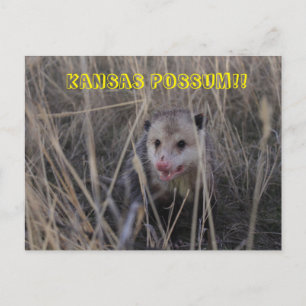 Kansas Possum-kort. Vykort