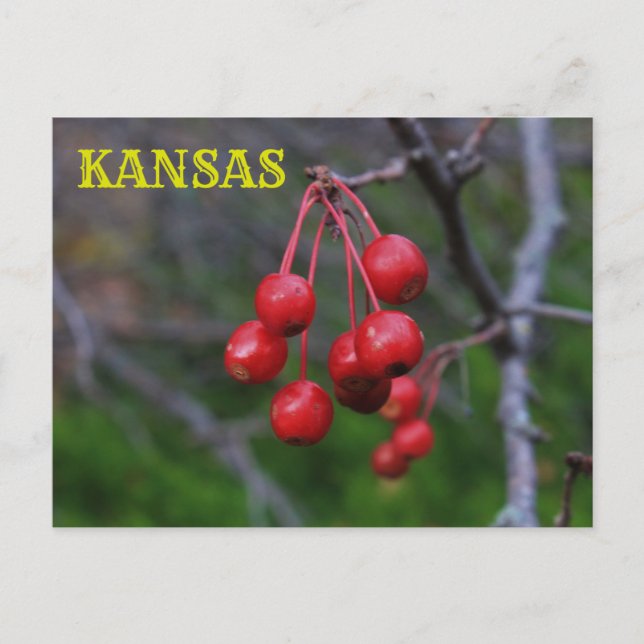 Kansas Red Berries-uppsamlingskort Vykort (Framsida)