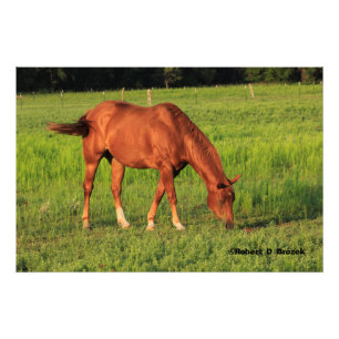 Kansas Red Horse i en förstoring av foto