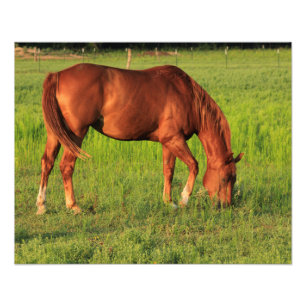 Kansas Red Horse på betesmark Fototryck