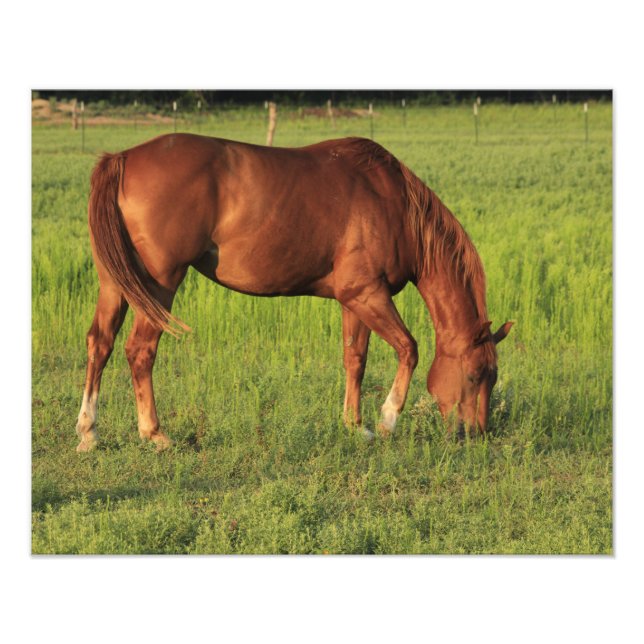 Kansas Red Horse på betesmark Fototryck (Framsidan)