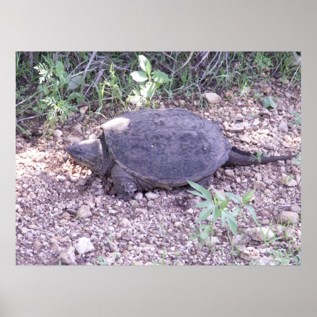 Kansas Snapping Turtle Poster (Framsidan)
