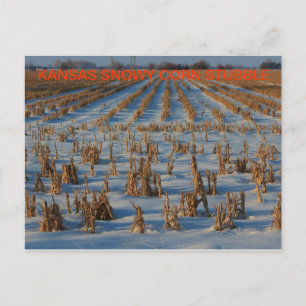 Kansas Snowy maj Stubble POST Card Vykort