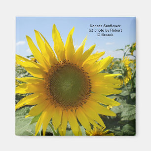 Kansas Solros Magnet