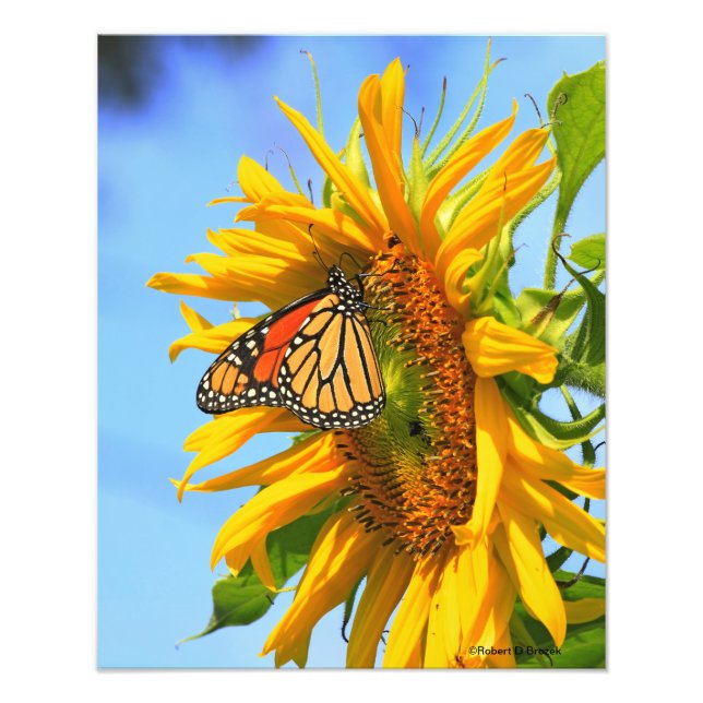 Kansas Solros med monarch Butterfly closeup Fototryck (Framsidan)