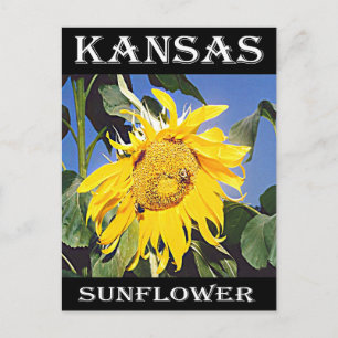 Kansas Solros Vykort