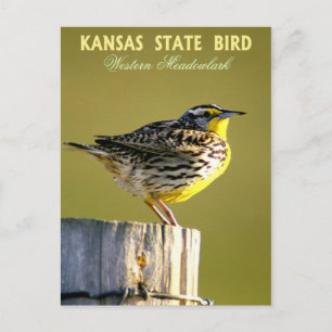 Kansas State Bird - Westerna Meadowlark Vykort