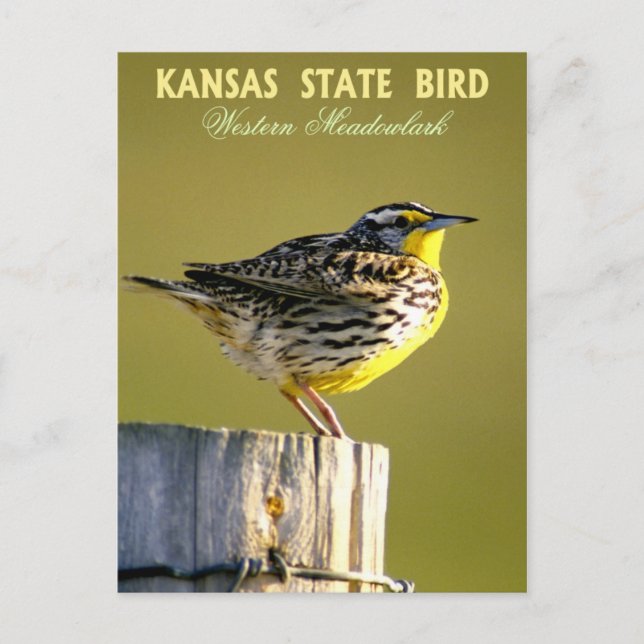 Kansas State Bird - Westerna Meadowlark Vykort (Framsida)