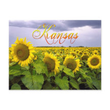 Kansas State Flower - Solrossen