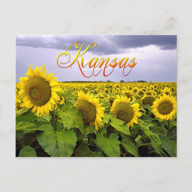 Kansas State Flower - Solrossen Vykort (Framsida)
