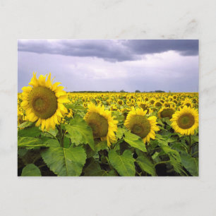 Kansas State Flower - Solrossen Vykort