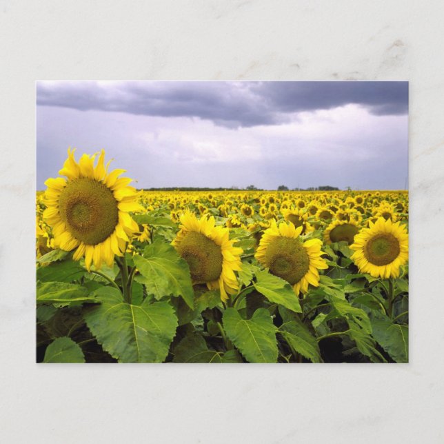 Kansas State Flower - Solrossen Vykort (Framsida)