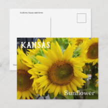 Kansas State Flower Sunros vykort