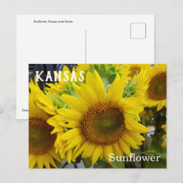 Kansas State Flower Sunros vykort
