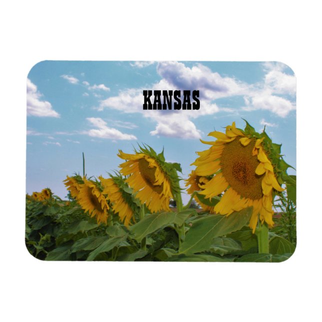 Kansas Sunblommor Magnet (Horisontell)