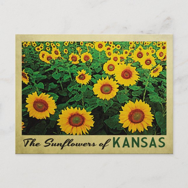 Kansas Sunblommor Vykort (Framsida)