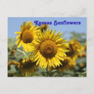 Kansas Sunrows POST-KORT Vykort