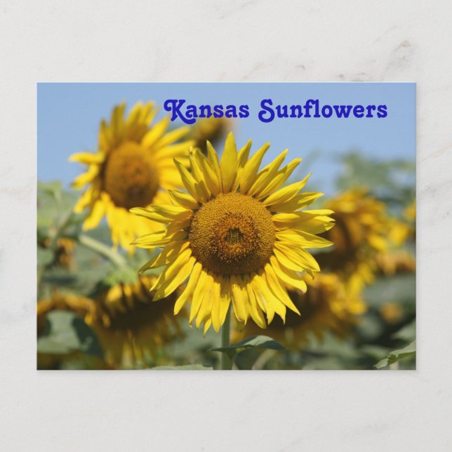 Kansas Sunrows POST-KORT Vykort (Framsida)